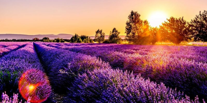 Sắc tím “Thần Thánh” tại cánh đồng hoa oải hương nước Pháp