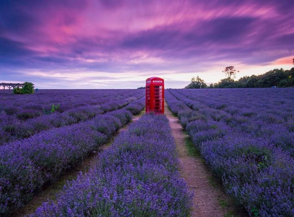 cánh đồng hoa Lavender ở Pháp