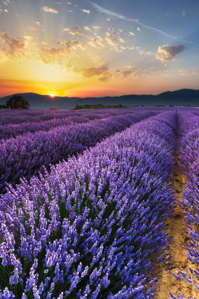 Vẻ đẹp thơ mộng như tranh vẽ của cánh đồng hoa oải hương ở Pháp