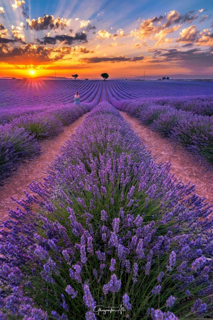 gắm nhìn nhiều loại hoa Lavender khác nhau