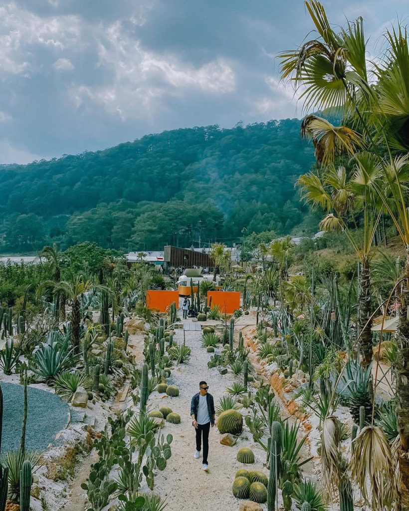 Vườn xương rồng Kombi Land nằm cách thành phố Đà Lạt khoảng 10 km